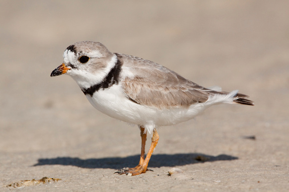 PIPING PLOVER 10-04-1321168