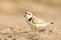 PIPING PLOVER 12-06-2150757
