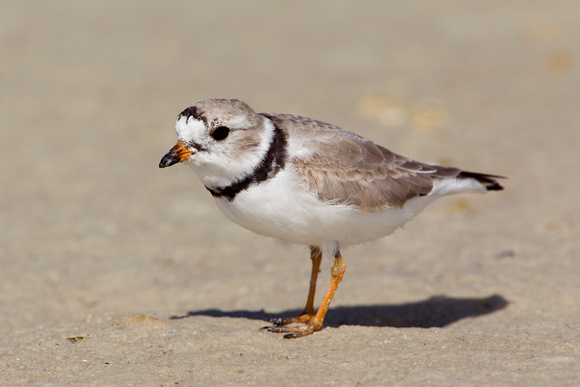 PIPING PLOVER 10-04-1321210