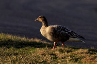 PINK-FOOTED GOOSE