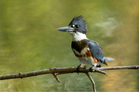 BELTED KINGFISHER 19-09-238675