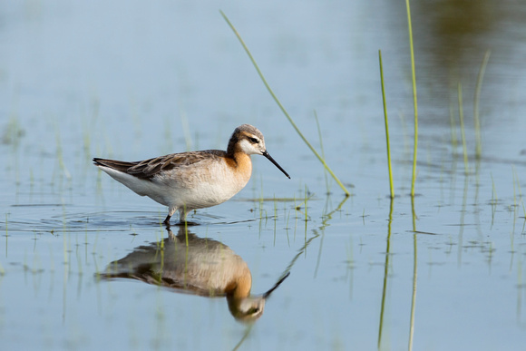 WILSONS PHALAROPE 19-05-237410