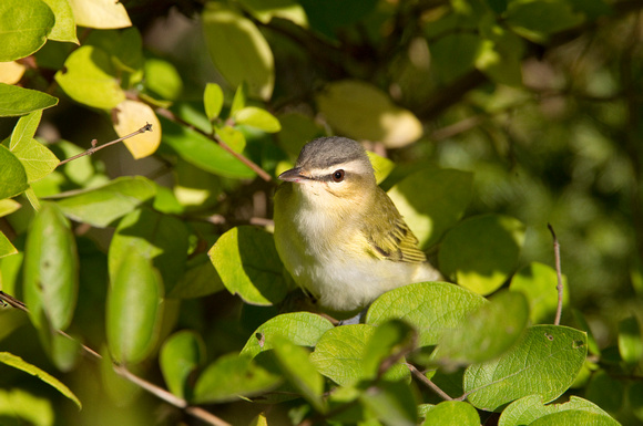 RED EYED VIREO 10-09-1626382