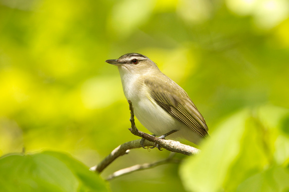 RED EYED VIREO 10-05-1322800