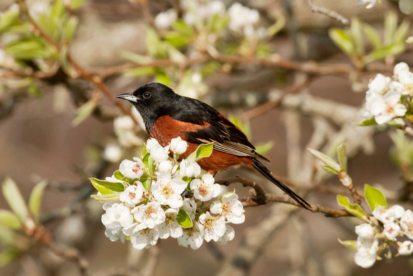 ORCHARD ORIOLE 08-05-0532649