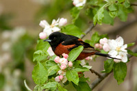 ORCHARD ORIOLE 08-05-1232712