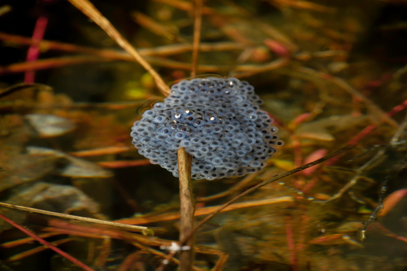 WOOD FROG 12-03-1846728