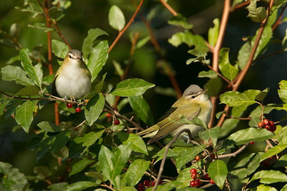 RED EYED VIREO 10-09-1626380