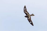 COMMON NIGHTHAWK 20-09-2214789DG