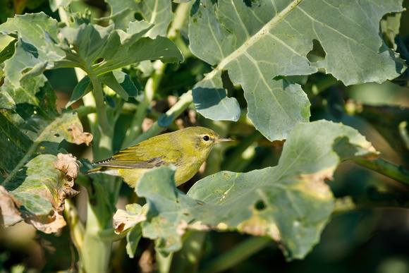 TENNESSEE WARBLER 20-10-1115475D