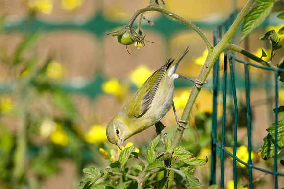 TENNESSEE WARBLER 20-10-1115469D