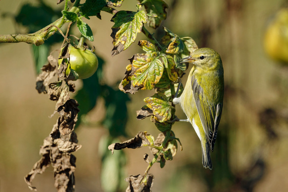 TENNESSEE WARBLER 20-10-1115434D