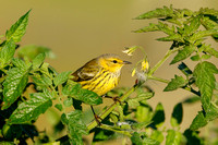 CAPE MAY WARBLER 20-10-0815237D