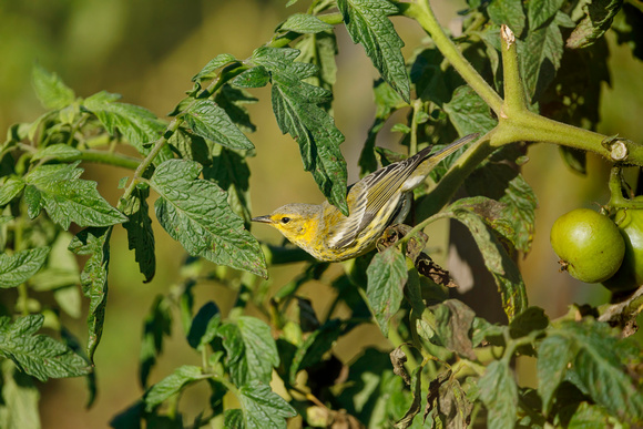 CAPE MAY WARBLER 20-10-0415230D
