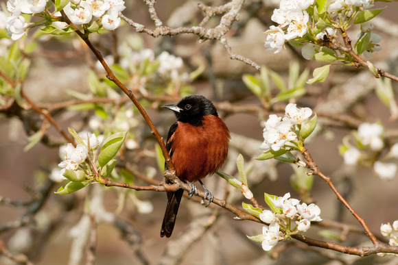 ORCHARD ORIOLE 08-05-0532645