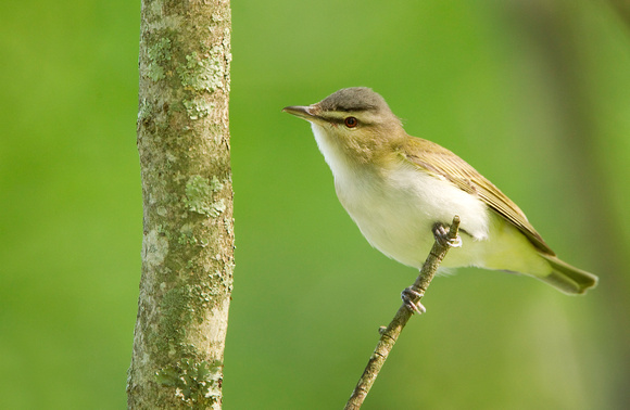 RED EYED VIREO 10-05-2123468