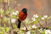 ORCHARD ORIOLE 08-05-0532699