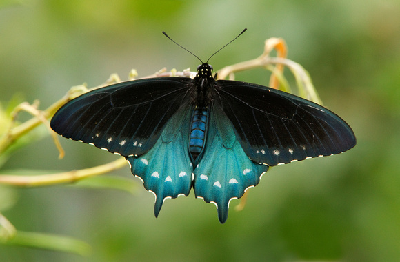 PIPEVINE SWALLOWTAIL 10-04-1721147