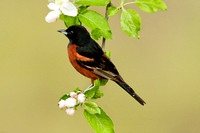 ORCHARD ORIOLE 08-05-1232730