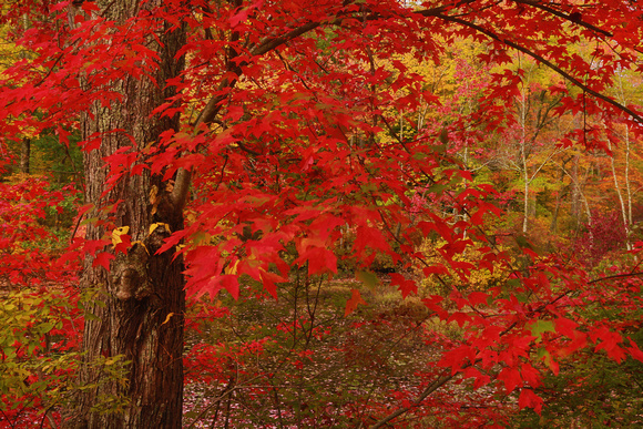 RED MAPLE 13-10-0465519
