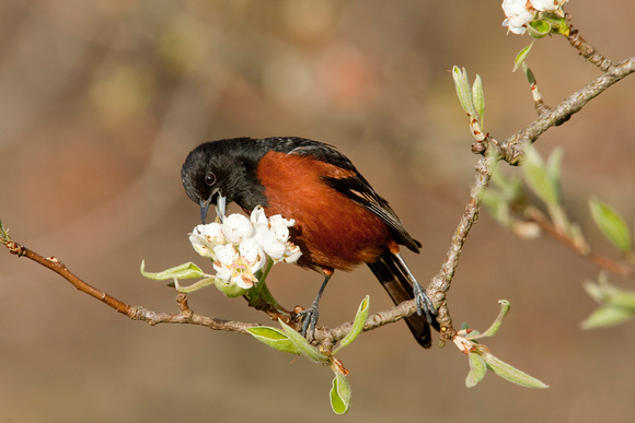 ORCHARD ORIOLE 08-05-0532684