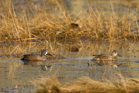BLUE WINGED TEAL 11-04-2135134