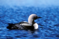 PACIFIC LOON 00-05