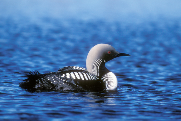 PACIFIC LOON 00-05