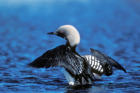 PACIFIC LOON 00-13