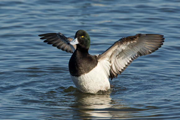 GREATER SCAUP 12-01-0944420