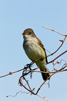 WILLOW FLYCATCHER 11-05-2536982