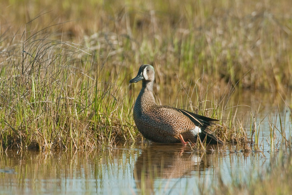 BLUE WINGED TEAL 08-05-1935773