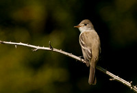 WILLOW FLYCATCHER 08-05-267638