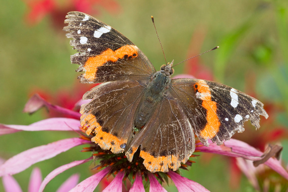 RED ADMIRAL 11-07-1939617