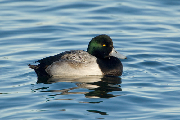 GREATER SCAUP 12-01-0944306