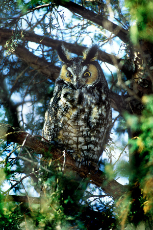 LONG EARED OWL 00-12