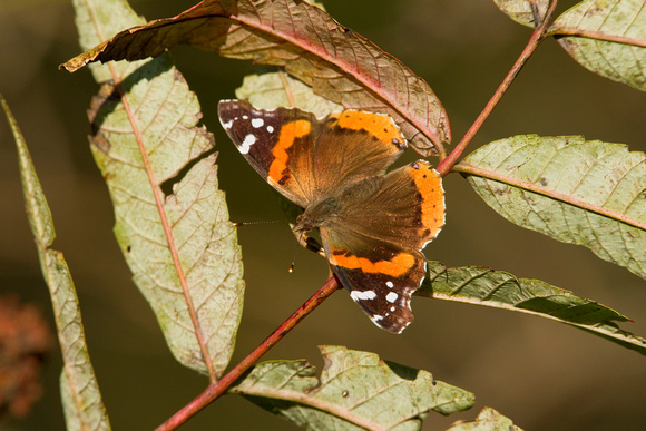 RED ADMIRAL 11-10-0740856
