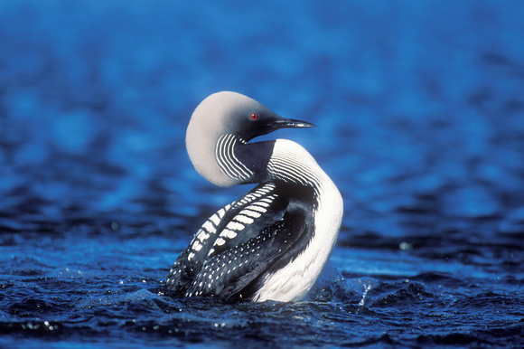 PACIFIC LOON 00-16