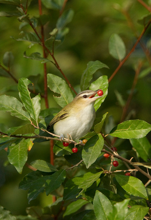 RED EYED VIREO 10-09-1626378