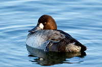 GREATER SCAUP 12-01-0944470