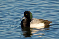 GREATER SCAUP 12-01-0944500