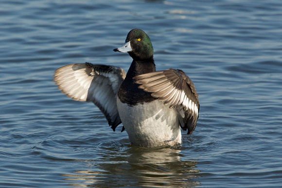 GREATER SCAUP 12-01-0944417