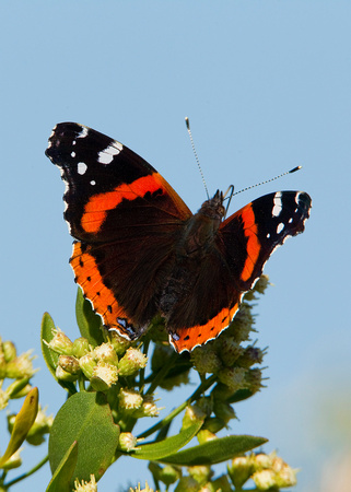 RED ADMIRAL 10-09-2027100