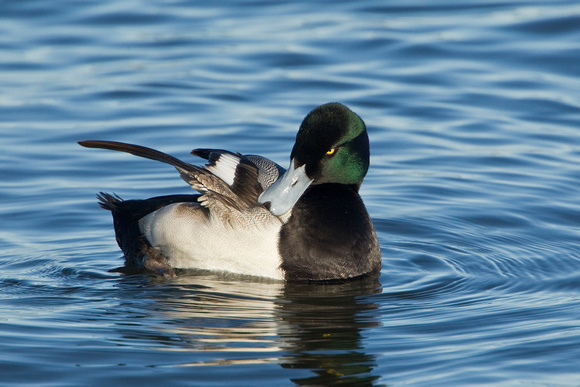 GREATER SCAUP 12-01-0944213
