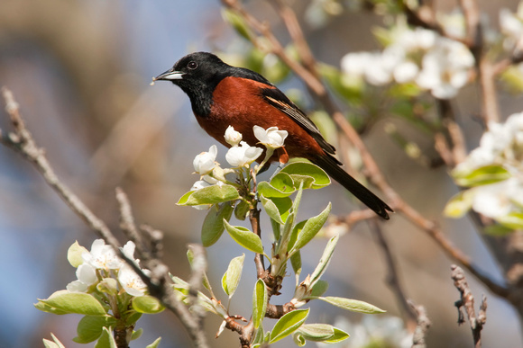 ORCHARD ORIOLE 08-05-0532638