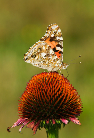 PAINTED LADY 10-07-1826283