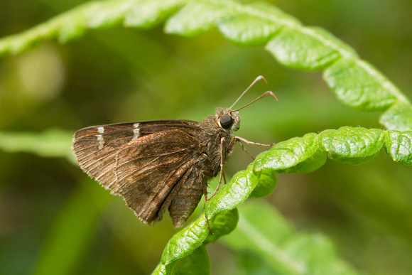 SOUTHERN CLOUDYWING 11-07-0638647