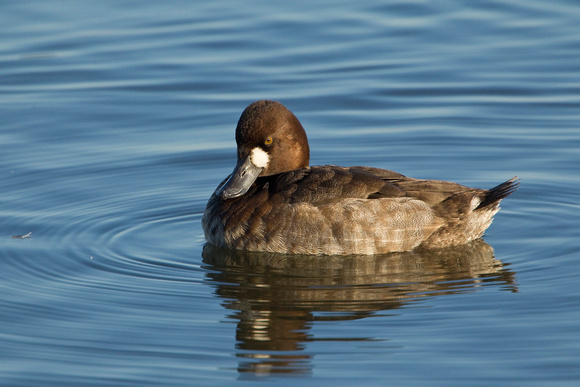 GREATER SCAUP 12-01-0944459