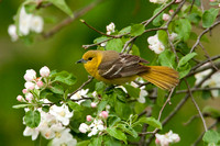 ORCHARD ORIOLE 08-05-1232709