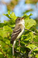 WILLOW FLYCATCHER 11-05-2536997